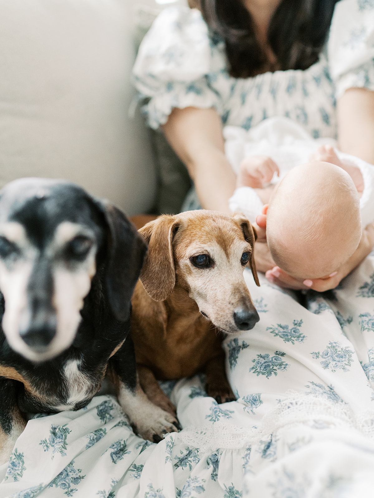 Can Dogs Be in My Family Photos? | Family Photos with Dogs in Austin, TX
