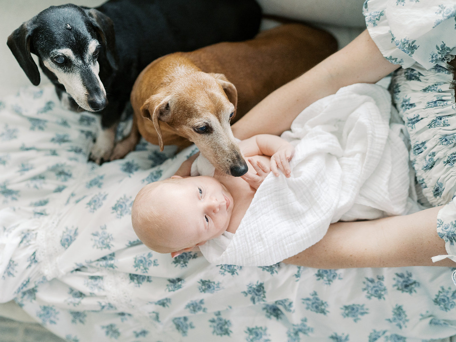 Austin, TX family photographer shares tips for including dogs in your family photos and shares why dogs should be included