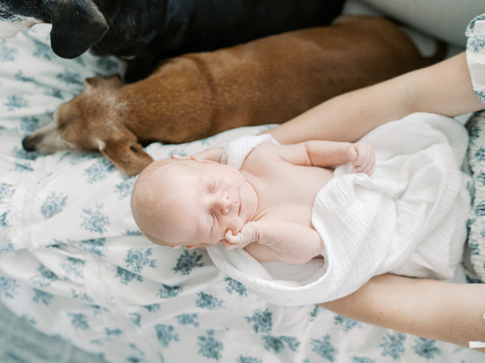 mom cradles newborn in lap with two dogs laying on lap